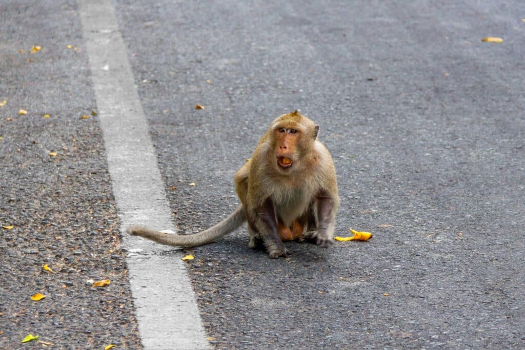 Urban Wildlife: Bold Behaviors Across the Globe