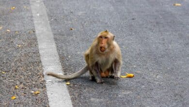 City animals act in the same brazen ways around the world