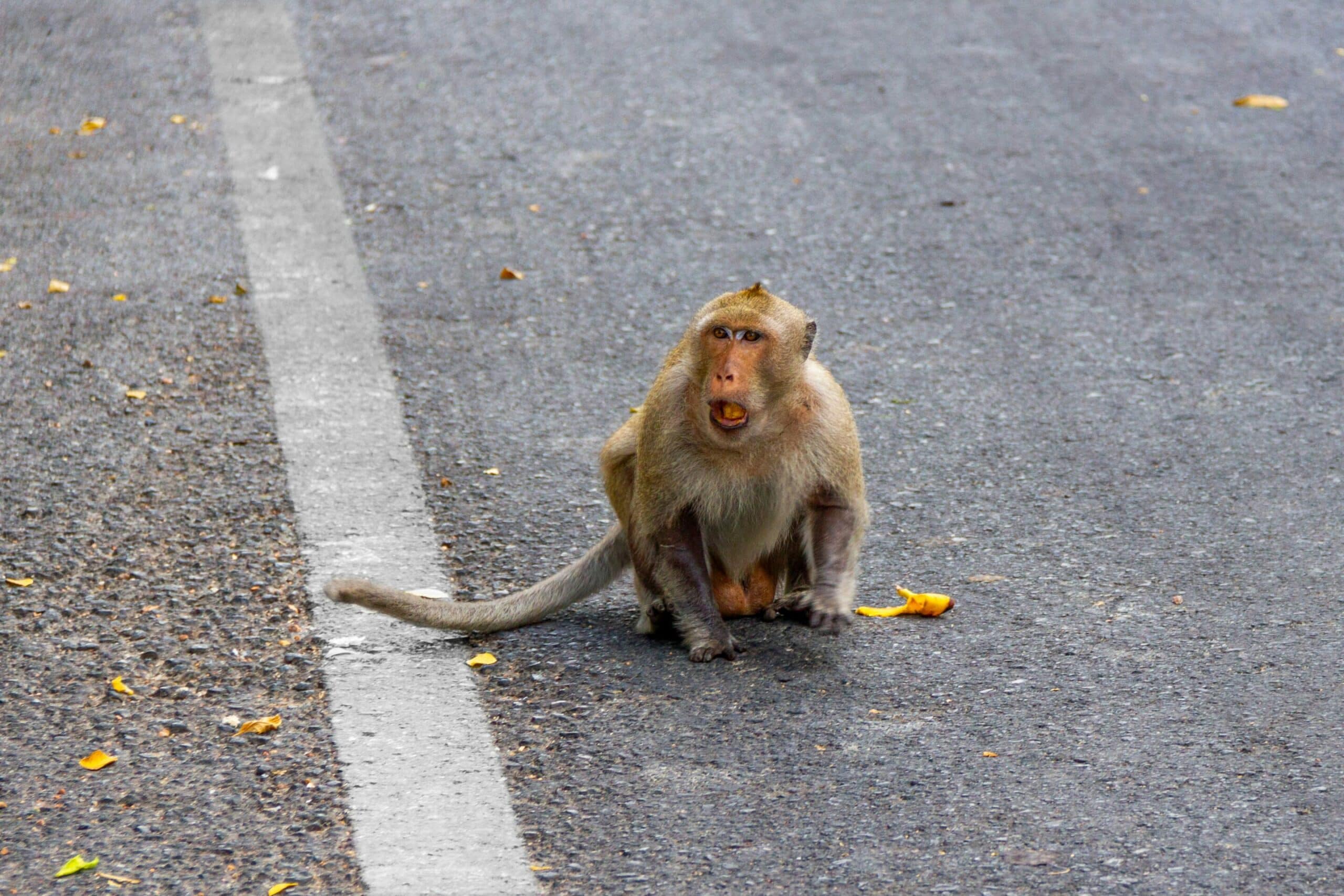 City animals act in the same brazen ways around the world