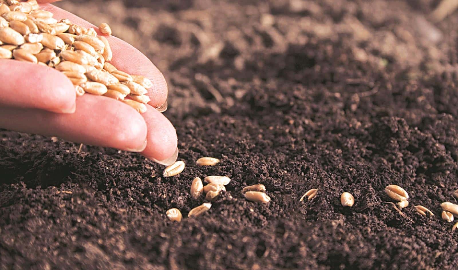 Crop Sowing Area Sees Notable Changes in 2026 Report