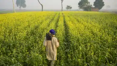 Farmers Face Decline in Summer Crop Areas for 2026