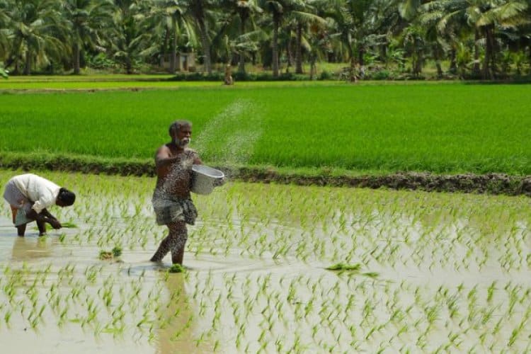 Government Approves Subsidy Rates for Kharif 2026 Fertilizers