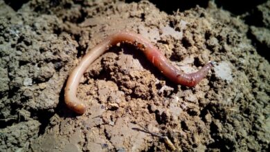 How microplastics hurt the hidden helpers that keep our coasts healthy