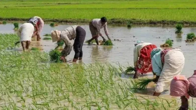 India Expands Fertilizer Import Plans Amid Rising Global Prices Due to Middle East Crisis