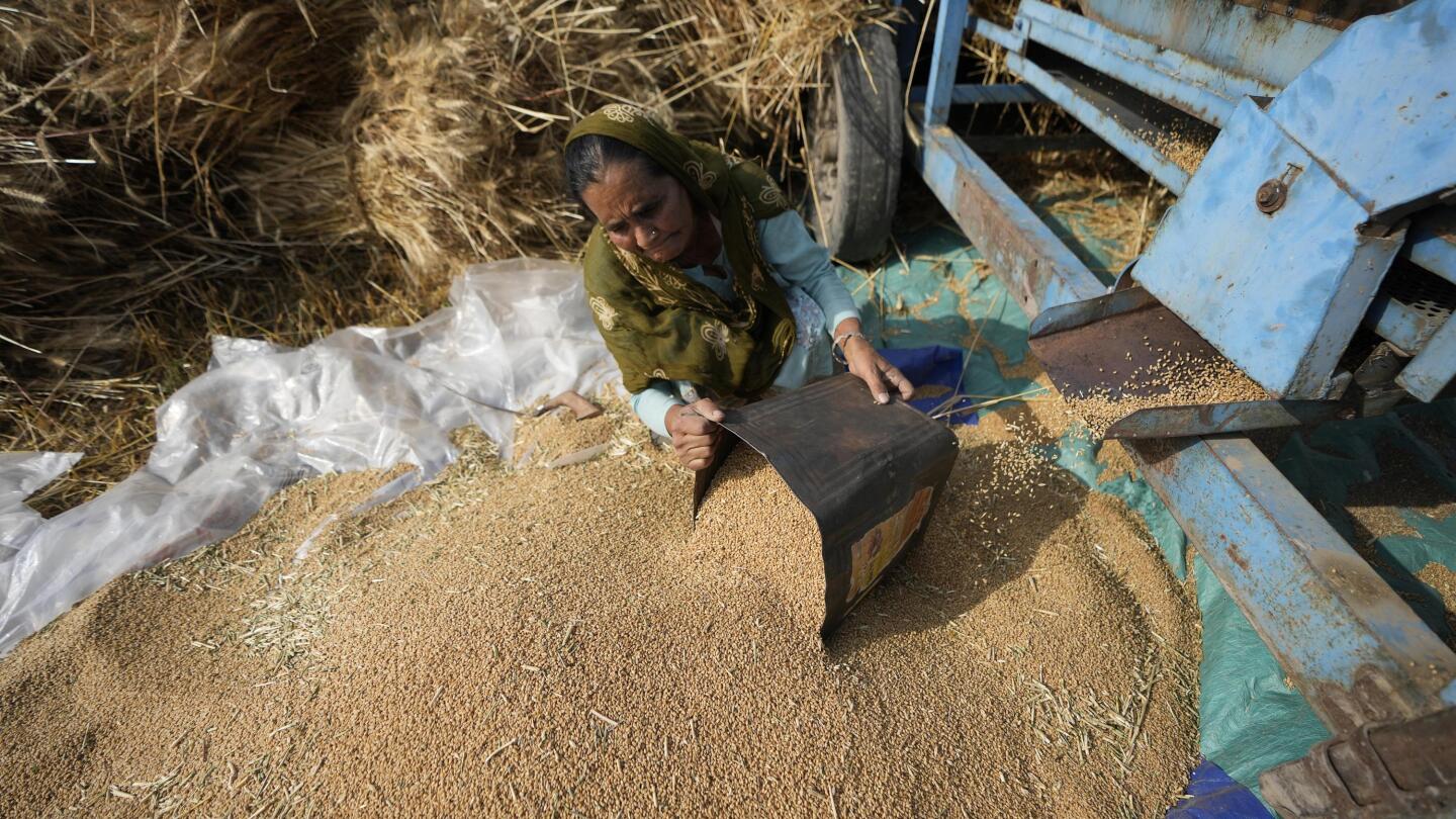 India Greenlights Export of Additional 25 Lakh Tonnes of Wheat