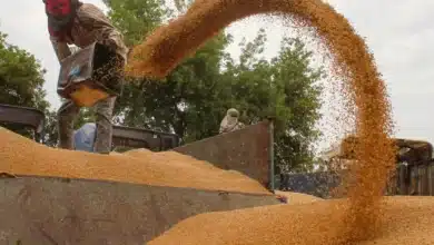 India's Wheat Production Remains Steady Amid Challenges, According to Government Report