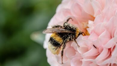 It’s OK to love all the bees (the honey bees, too)