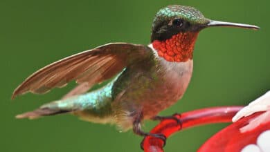 It’s a sing‑off! Myth‑busting about birds and sex when it comes to defending the nest