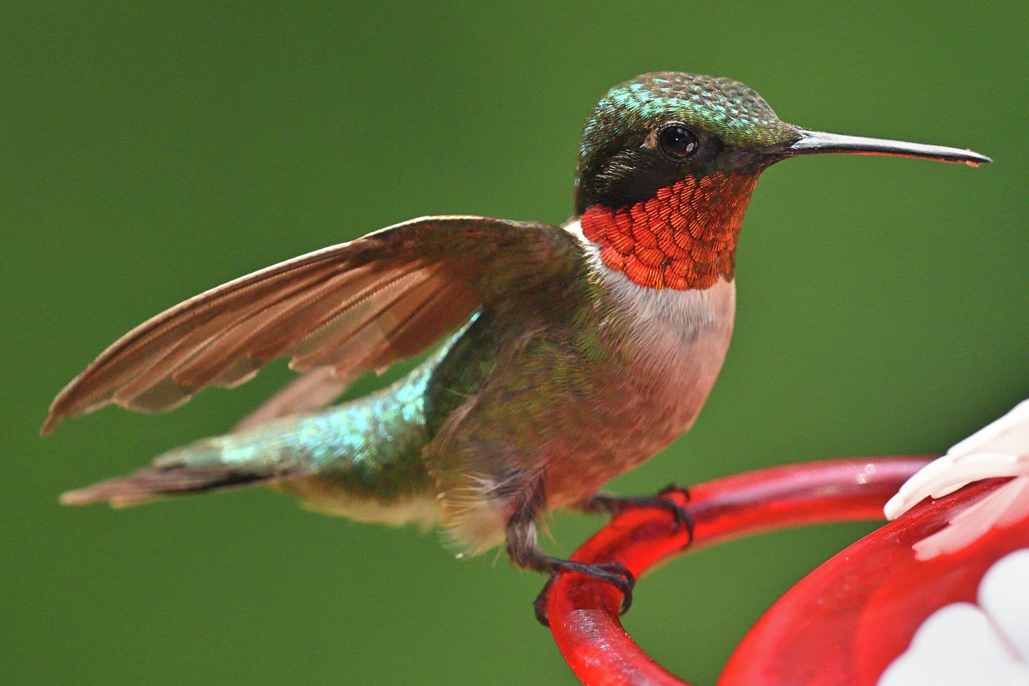 It’s a sing‑off! Myth‑busting about birds and sex when it comes to defending the nest