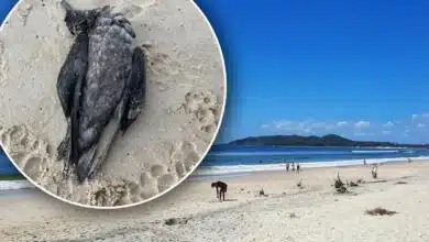 More shearwaters are washing up dead on Australian beaches. It’s not due to ‘natural’ causes