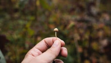 Psilocybin mushrooms are going mainstream, but scientific research and regulation lag behind