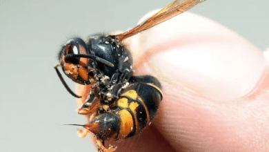 yellow-legged hornet