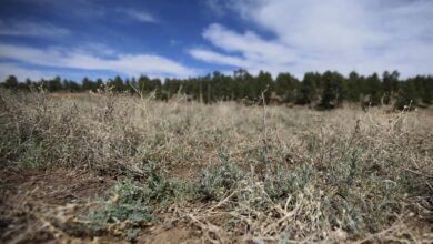 Should this plant be declared one of the worst weeds in Australia?