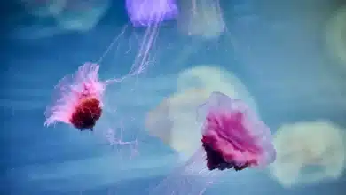 Spotted a jellyfish bloom recently? Here’s what may have triggered it