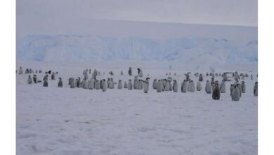 The beloved emperor penguin and Antarctic fur seal are now officially endangered. Here’s what can be done