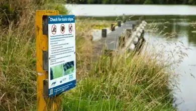 Toxic blooms and invasive clams are forcing a rethink on the Waikato River
