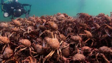 Want to be a citizen scientist? Here are 5 ways to get involved