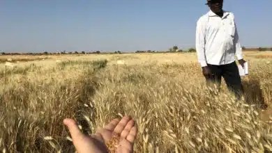 We eat a lot of wheat. So how can we grow more in a changing climate?