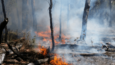 We have the proof that logging makes Tasmania’s forests more flammable