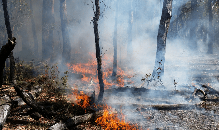 We have the proof that logging makes Tasmania’s forests more flammable