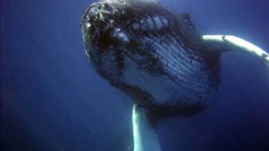 Whale strandings draw emotional responses. But repeated rescues can cause more harm