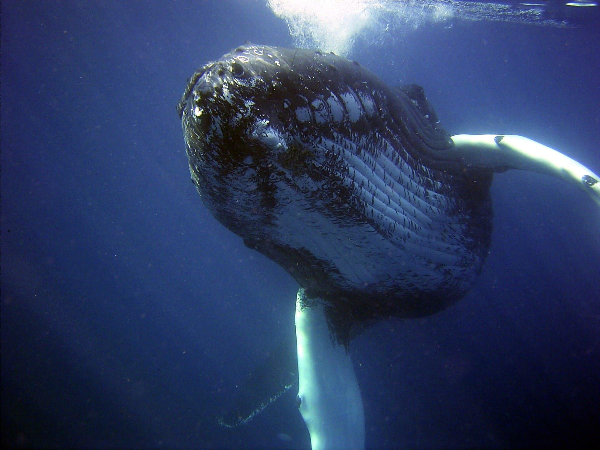 Whale strandings draw emotional responses. But repeated rescues can cause more harm