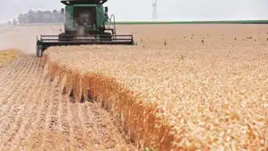 Wheat Production for 2025-26: Resilience Amid Challenges