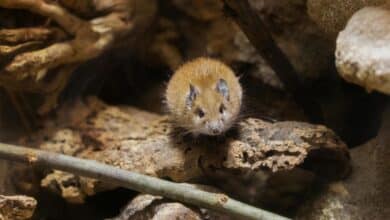 Australian farmers are battling another potential mouse plague – what is causing it?