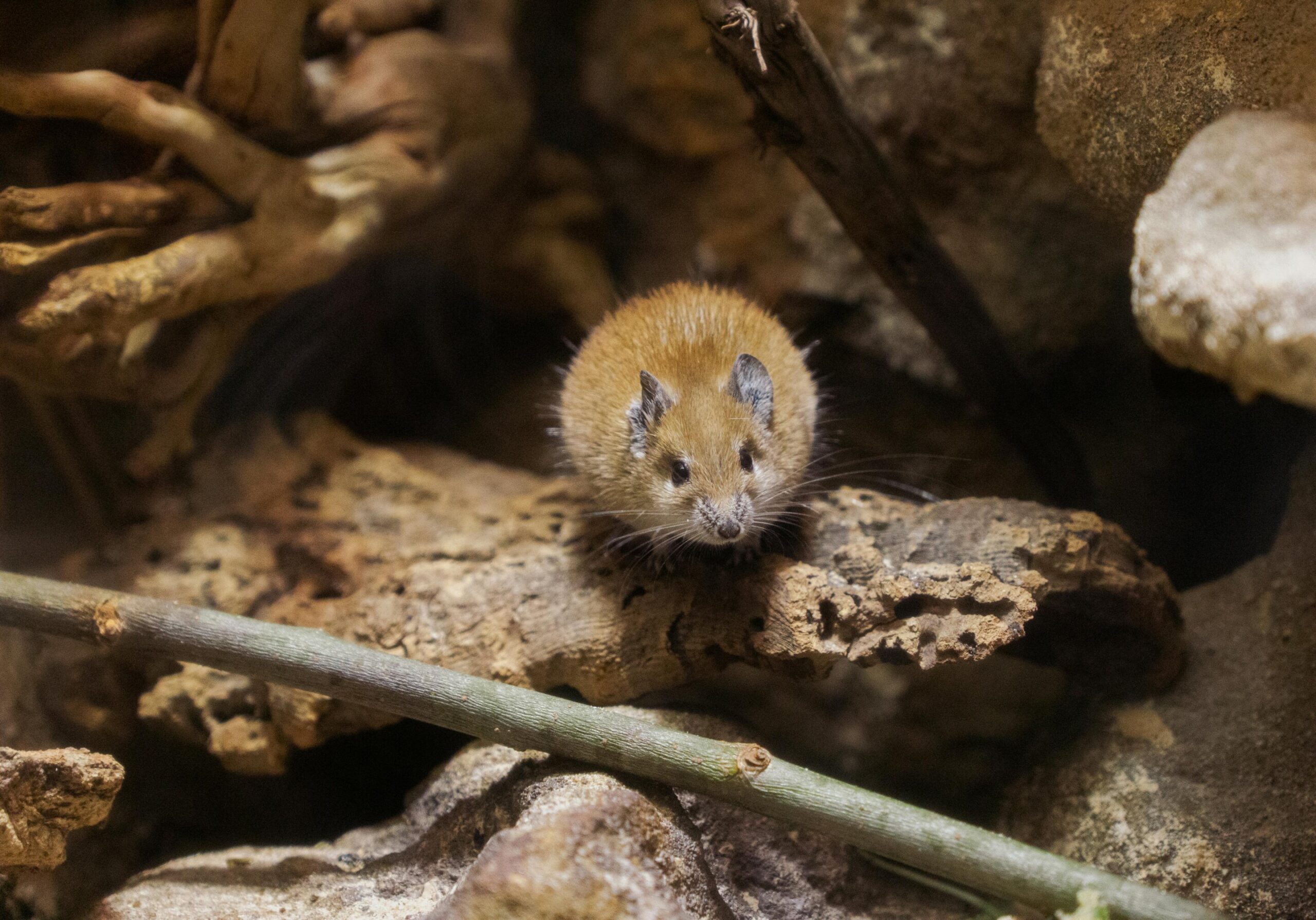 Australian farmers are battling another potential mouse plague – what is causing it?