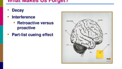 part-list cueing effect explained