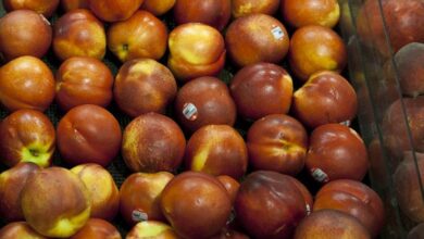 A fungal disease, along with climate change, threatens Colorado’s prized peaches