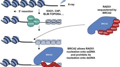 BRCA1 and BRCA2 Mutations
