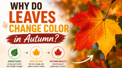 Why Do Leaves Change Color in Autumn?
