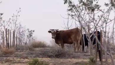Future big droughts may be worse than we think – NZ’s past shows why
