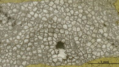 Galaxies of life are collecting dust in museums – digitizing microscope slides can uncover billions of fossils for natural history