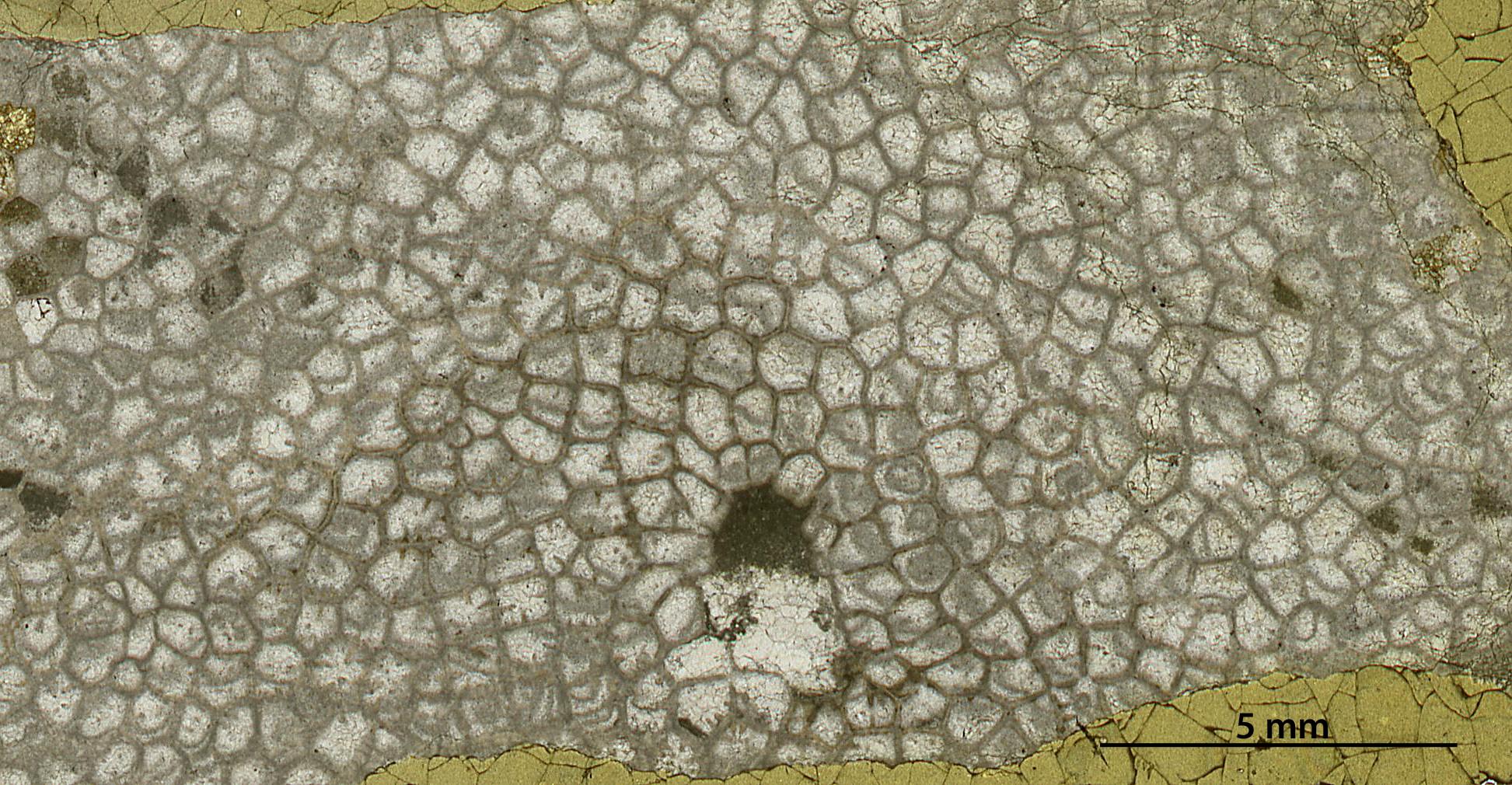 Galaxies of life are collecting dust in museums – digitizing microscope slides can uncover billions of fossils for natural history