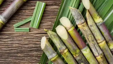 Government Approves Sugarcane Price for 2026-27 Season