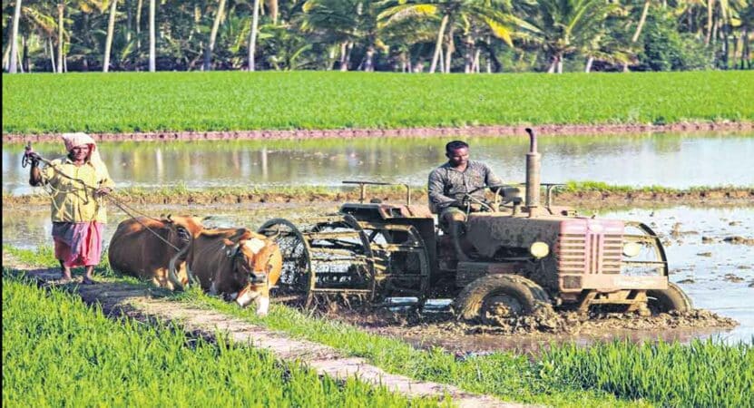 Government Boosts Farmer Incomes with Key Procurement Decisions