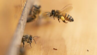 Honeybees may be helping spread tree‑killing myrtle rust – new research