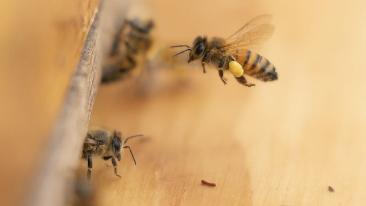 Honeybees may be helping spread tree‑killing myrtle rust – new research