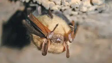 How much is a bat worth? Protecting these tiny insect‑eaters isn’t just good for farms – their deaths cost taxpayers and the wider economy
