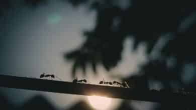 In an ant colony, the queen isn’t in charge. So who is?