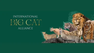 India to Host Inaugural International Big Cat Summit in 2026