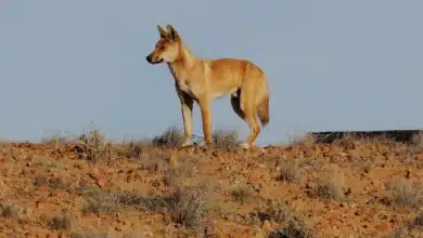 New DNA evidence shows dingoes are almost 90% pure – and fall into eight distinct groups