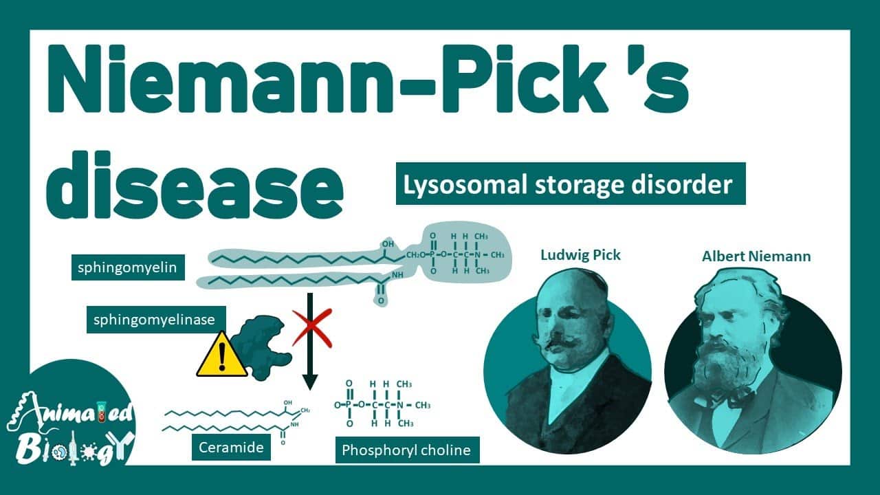 Niemann-Pick Disease