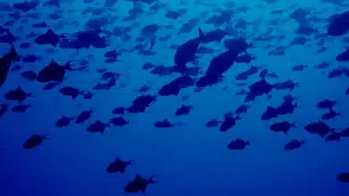 A deep‑ocean climate plan wins rare EPA approval, but is sinking plants in the sea the answer?