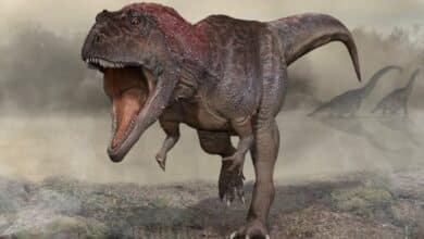 Why did Tyrannosaurus rex have such short arms?