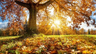 Why has this autumn been so hot and dry?