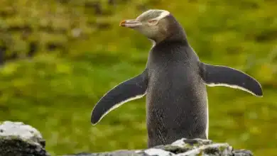 Why the race to save these cherished penguins just became more urgent