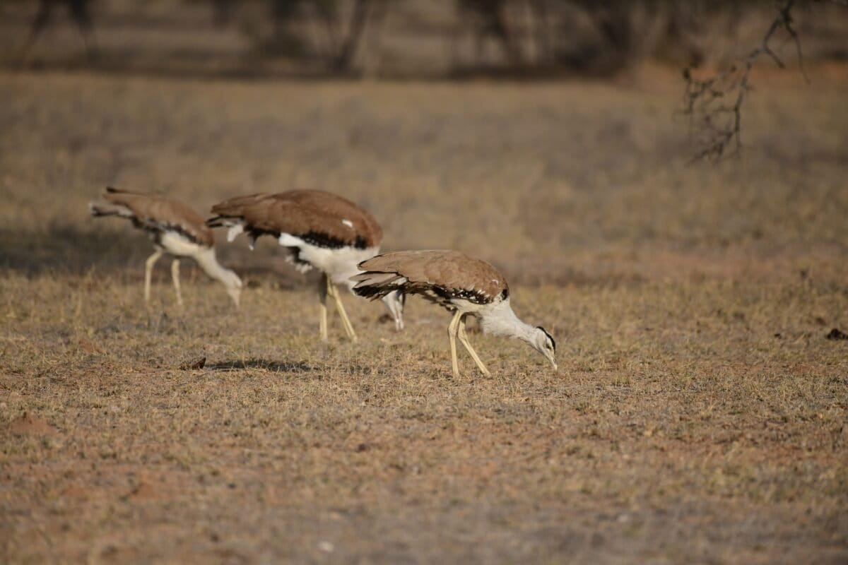 Great Indian Bustard Conservation Breeding Reaches New Milestone